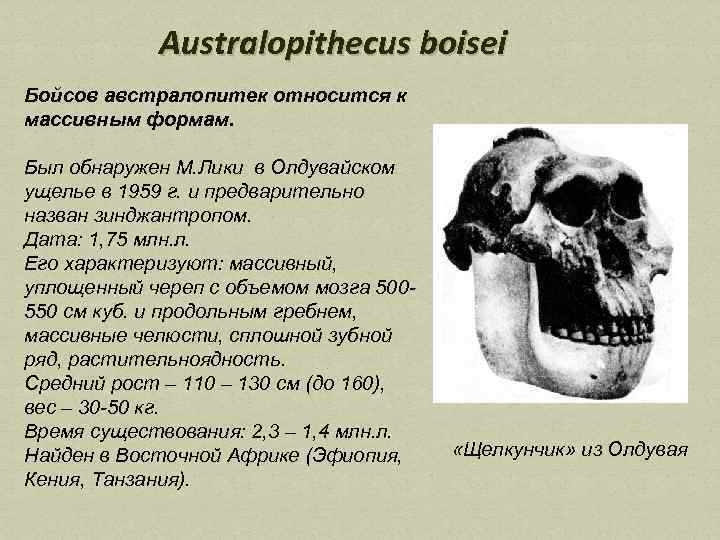 Australopithecus boisei Бойсов австралопитек относится к массивным формам. Был обнаружен М. Лики в Олдувайском