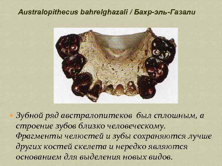 Australopithecus bahrelghazali / Бахр-эль-Газали Зубной ряд австралопитеков был сплошным, а строение зубов близко человеческому.