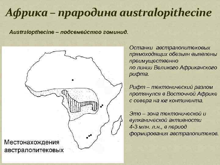 Африка – прародина australopithecine Australopthecine – подсемейство гоминид. Останки австралопитековых прямоходящих обезьян выявлены преимущественно