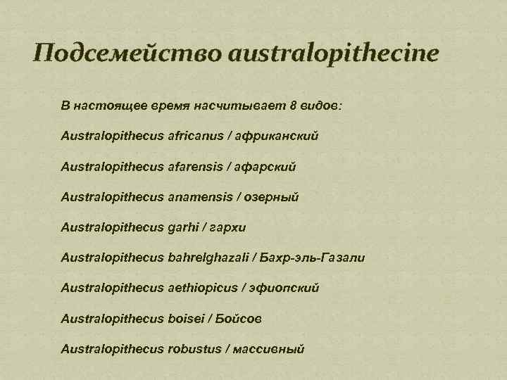 Подсемейство аustralopithecine В настоящее время насчитывает 8 видов: Australopithecus africanus / африканский Australopithecus afarensis