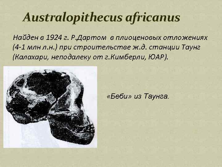 Australopithecus africanus Найден в 1924 г. Р. Дартом в плиоценовых отложениях (4 -1 млн