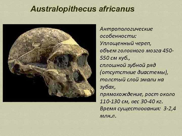 Australopithecus africanus Антропологические особенности: Уплощенный череп, объем головного мозга 450550 см куб. , сплошной