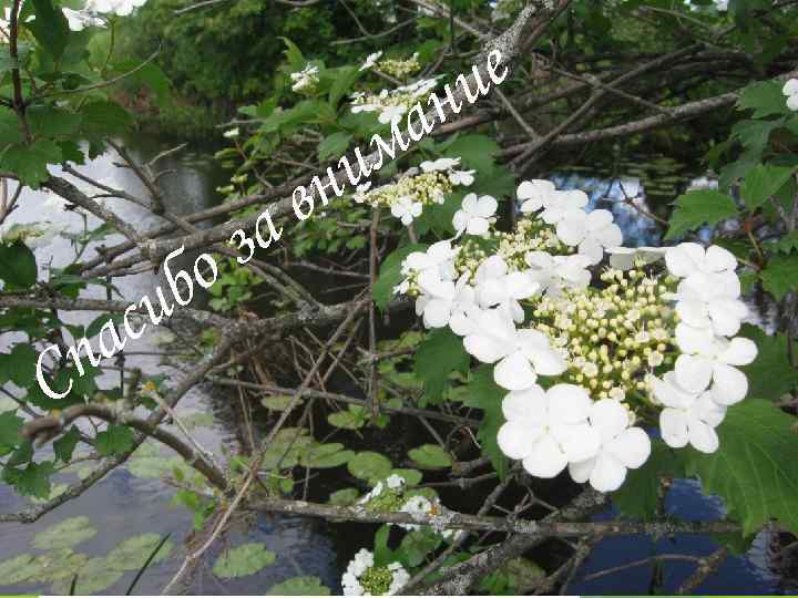 е и н а С б си а п а з о м и