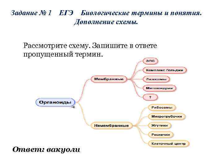 Задание № 1 ЕГЭ Биологические термины и понятия. Дополнение схемы. Рассмотрите схему. Запишите в