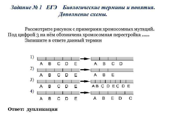 Задание № 1 ЕГЭ Биологические термины и понятия. Дополнение схемы. Рассмотрите рисунок с примерами