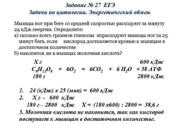 Задание № 27 ЕГЭ Задачи по цитологии. Энергетический обмен. Мышцы ног при беге со