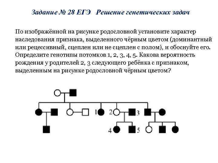 По изображенной на рисунке родословной