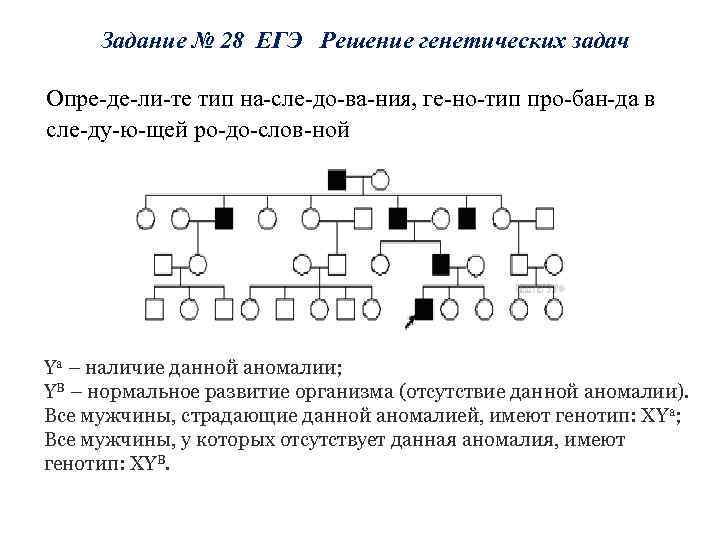 Задание № 28 ЕГЭ Решение генетических задач Опре де ли те тип на сле