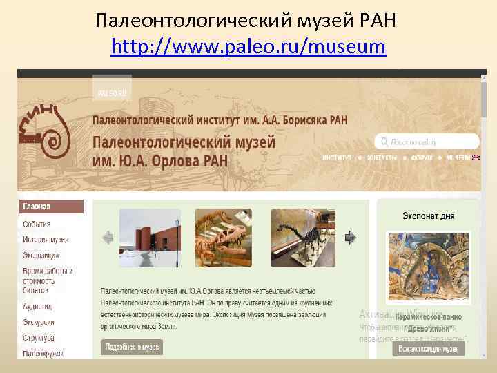 Палеонтологический музей РАН http: //www. paleo. ru/museum 