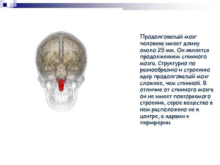 Продолговатый мозг человека