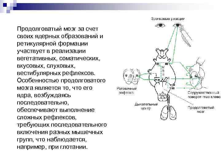 Продолговатый мозг за счет своих ядерных образований и ретикулярной формации участвует в реализации вегетативных,