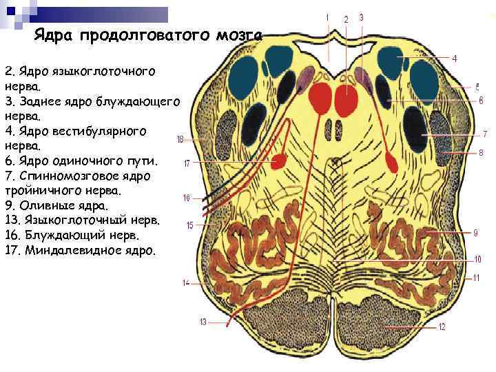 Ядра продолговатого мозга