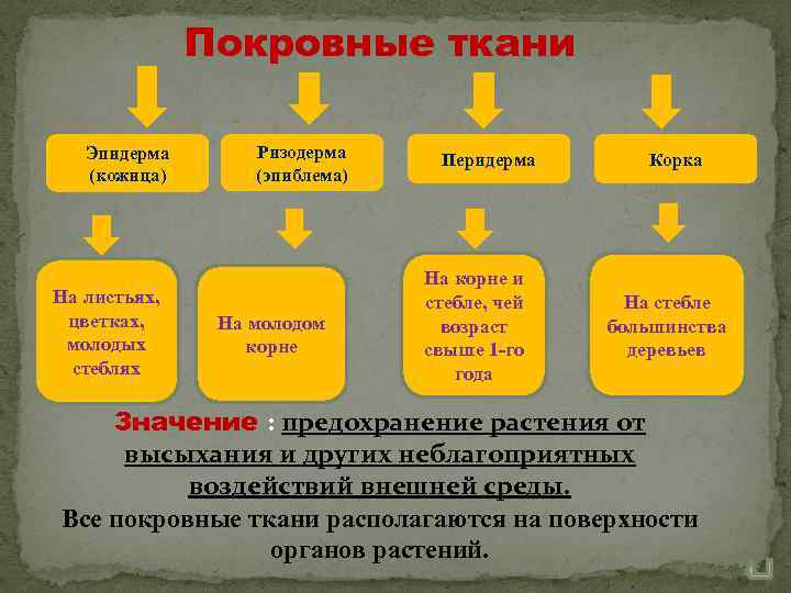 Покровные ткани Эпидерма (кожица) На листьях, цветках, молодых стеблях Ризодерма (эпиблема) На молодом корне