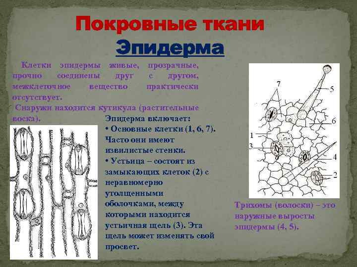 Покровные ткани Эпидерма Клетки эпидермы живые, прозрачные, прочно соединены друг с другом, межклеточное вещество