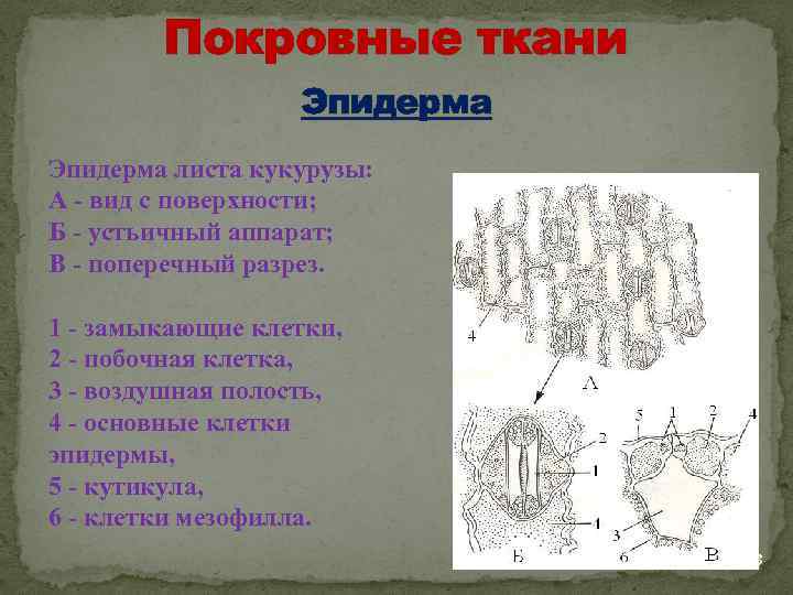 Покровная ткань листа. Покровные ткани первичная эпидерма листа. Покровная ткань эпидермис листа. Покровная ткань эпидерма. Первичная покровная ткань эпидерма устьица.