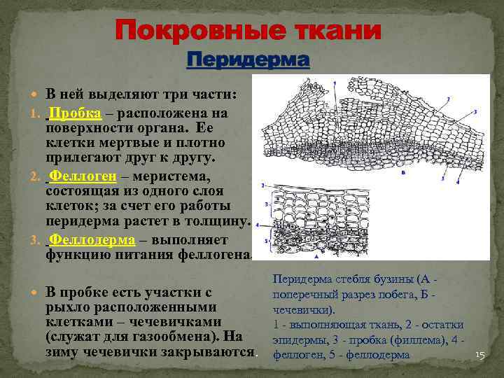 Покровные ткани Перидерма В ней выделяют три части: 1. Пробка – расположена на поверхности