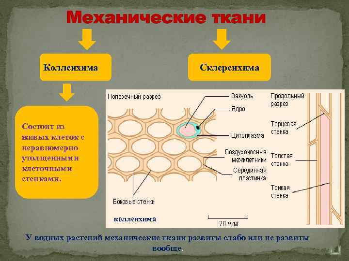Механические ткани Колленхима Склеренхима Состоит из живых клеток с неравномерно утолщенными клеточными стенками. колленхима