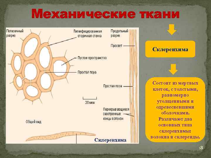 Механические ткани Склеренхима Состоит из мертвых клеток, с толстыми, равномерно утолщенными и одревесневшими оболочками.