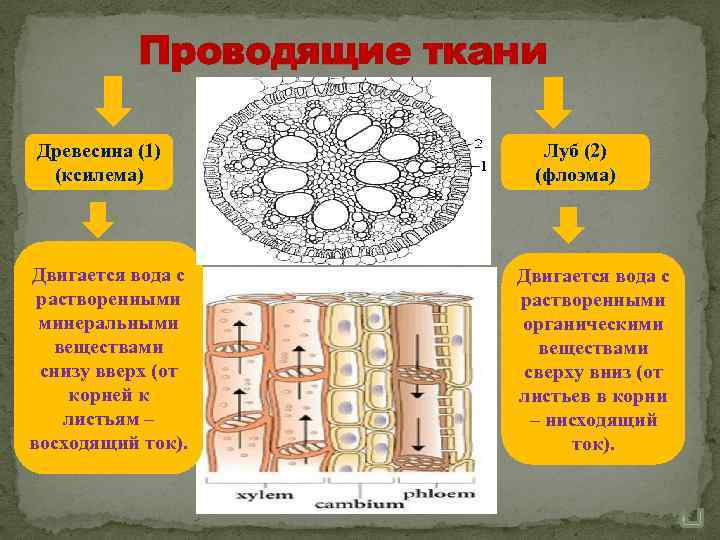 Проводящие ткани Древесина (1) (ксилема) Двигается вода с растворенными минеральными веществами снизу вверх (от