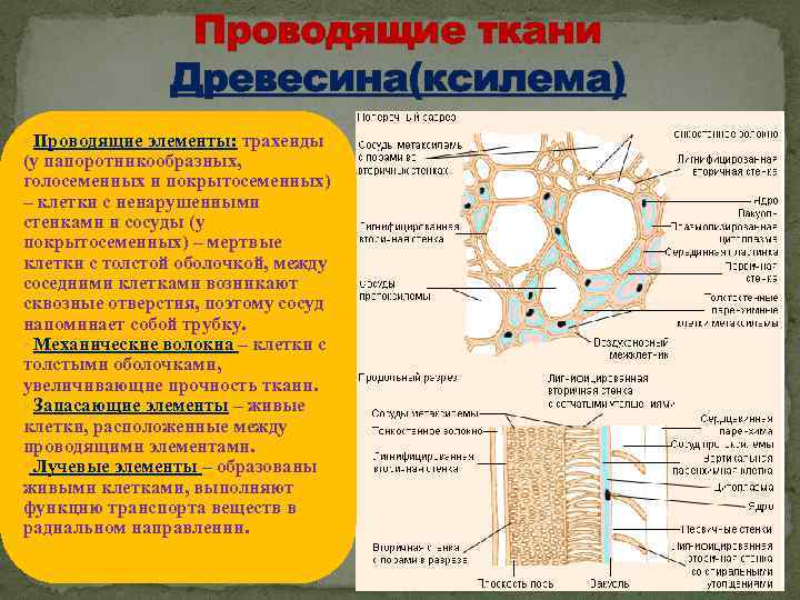 Проводящие ткани Древесина(ксилема) • Проводящие элементы: трахеиды (у папоротникообразных, голосеменных и покрытосеменных) – клетки