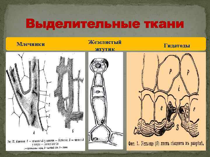 Выделительные ткани Млечники Жезелистый жгутик Гидатоды 23 