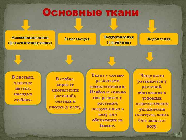 Основные ткани Ассимиляционная (фотосинтезирующая) В листьях, чашечке цветка, молодых стеблях. Запасающая В стебле, корне