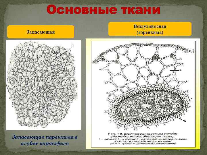 Основная ткань картинки