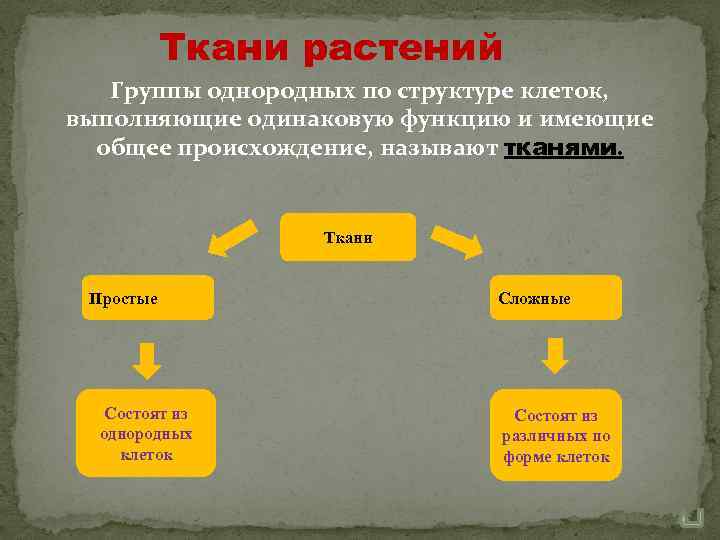 Ткани растений Группы однородных по структуре клеток, выполняющие одинаковую функцию и имеющие общее происхождение,