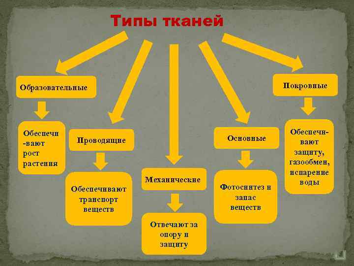 Типы тканей Покровные Образовательные Обеспечи -вают рост растения Основные Проводящие Механические Обеспечивают транспорт веществ