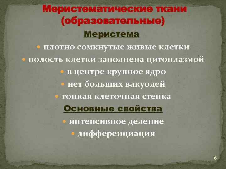 Меристематические ткани (образовательные) Меристема плотно сомкнутые живые клетки полость клетки заполнена цитоплазмой в центре