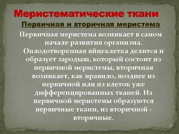 Меристематические ткани Первичная и вторичная меристема Первичная меристема возникает в самом начале развития организма.