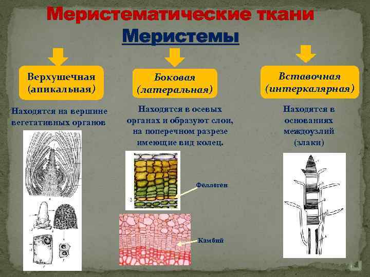 Зона образованная постоянно делящимися клетками верхушечной