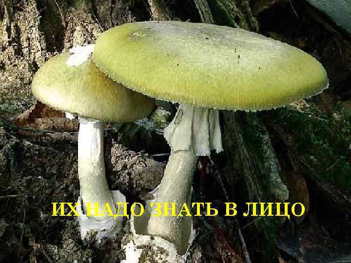 ИХ НАДО ЗНАТЬ В ЛИЦО 