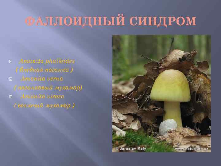 ФАЛЛОИДНЫЙ СИНДРОМ Amanita phalloides ( бледная поганка ) Amanita verna ( поганковый мухомор) Amanita