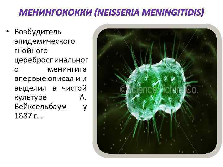  • Возбудитель эпидемического гнойного цереброспинальног о менингита впервые описал и и выделил в