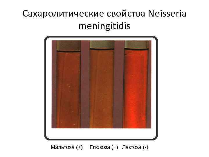 Сахаролитические свойства Neisseria meningitidis Мальтоза (+) Глюкоза (+) Лактоза (-) 