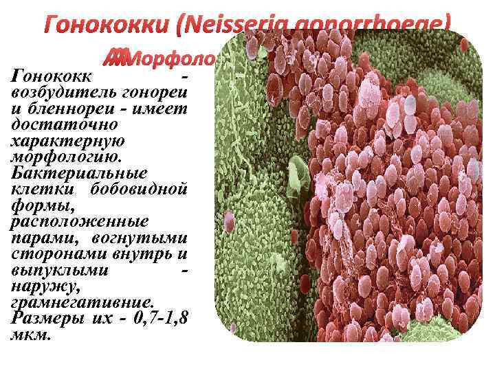 Гонококки (Neisseria gonorrhoeae) Морфология и физиология. Гонококк возбудитель гонореи и бленнореи - имеет достаточно