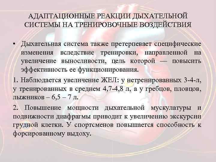 АДАПТАЦИОННЫЕ РЕАКЦИИ ДЫХАТЕЛЬНОЙ СИСТЕМЫ НА ТРЕНИРОВОЧНЫЕ ВОЗДЕЙСТВИЯ • Дыхательная система также претерпевает специфические изменения