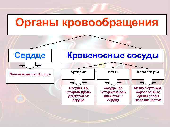 Органы кровообращения Сердце Полый мышечный орган Кровеносные сосуды Артерии Вены Капилляры Сосуды, по которым