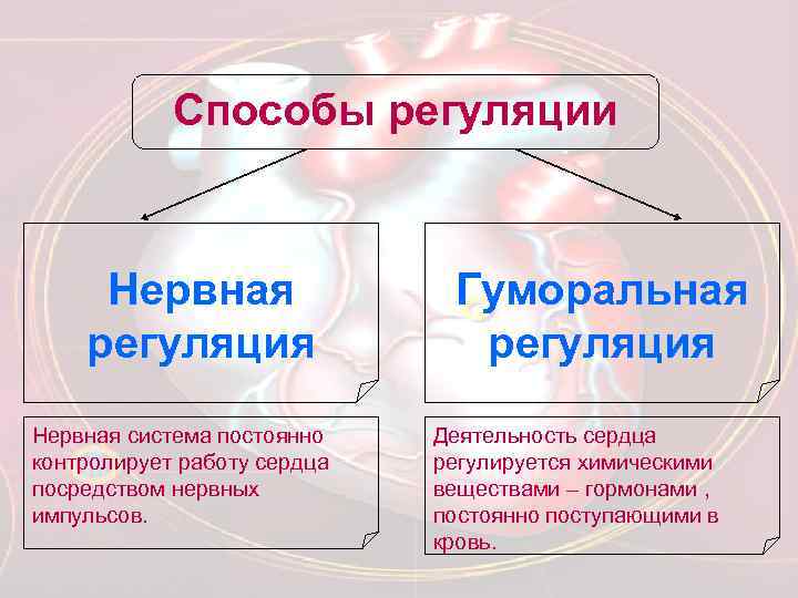 Способы регуляции Нервная регуляция Нервная система постоянно контролирует работу сердца посредством нервных импульсов. Гуморальная
