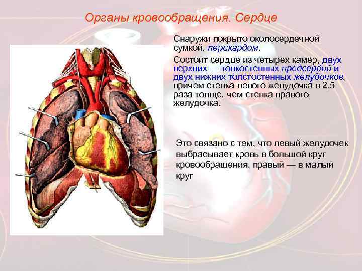 Органы кровообращения. Сердце Снаружи покрыто околосердечной сумкой, перикардом. Состоит сердце из четырех камер, двух