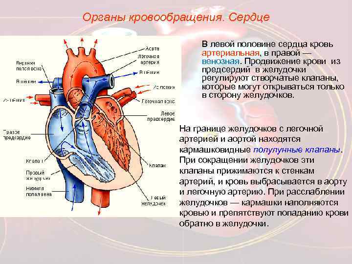 Органы кровообращения. Сердце В левой половине сердца кровь артериальная, в правой — венозная. Продвижение