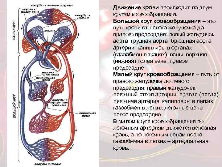 Движение крови происходит по двум кругам кровообращения. Большой круг кровообращения – это путь крови