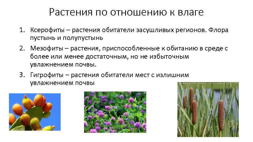 Растения по отношению к влаге 1. Ксерофиты – растения обитатели засушливых регионов. Флора пустынь