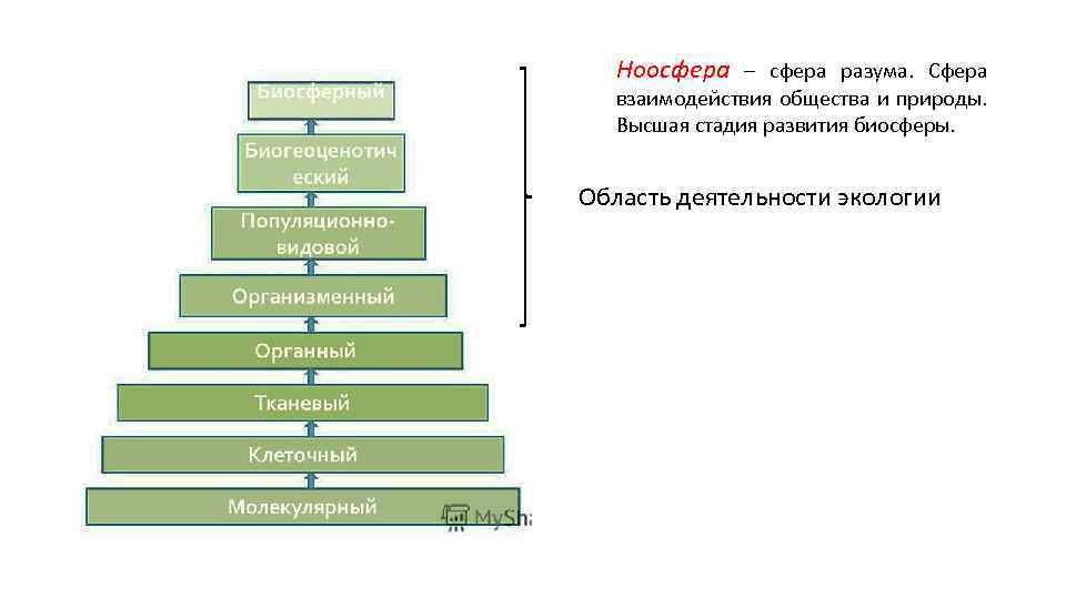 Ноосфера – сфера разума. Сфера взаимодействия общества и природы. Высшая стадия развития биосферы. Область