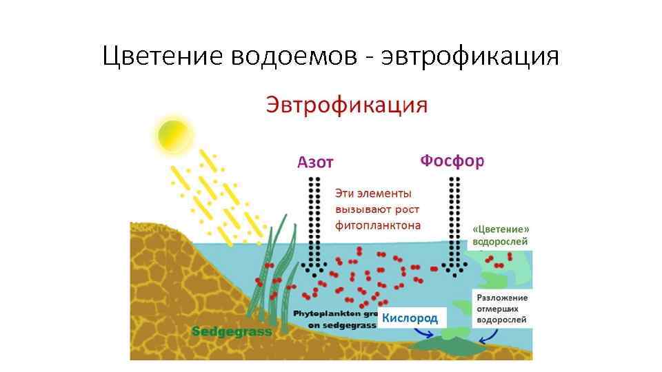 На рисунке показано что в процессе эвтрофикации в водоеме может произойти