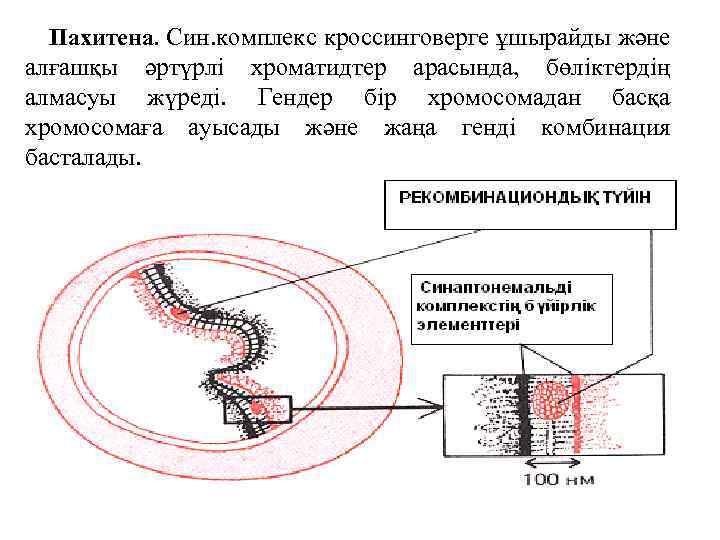 Пахитена. Син. комплекс кроссинговерге ұшырайды және алғашқы әртүрлі хроматидтер арасында, бөліктердің алмасуы жүреді. Гендер