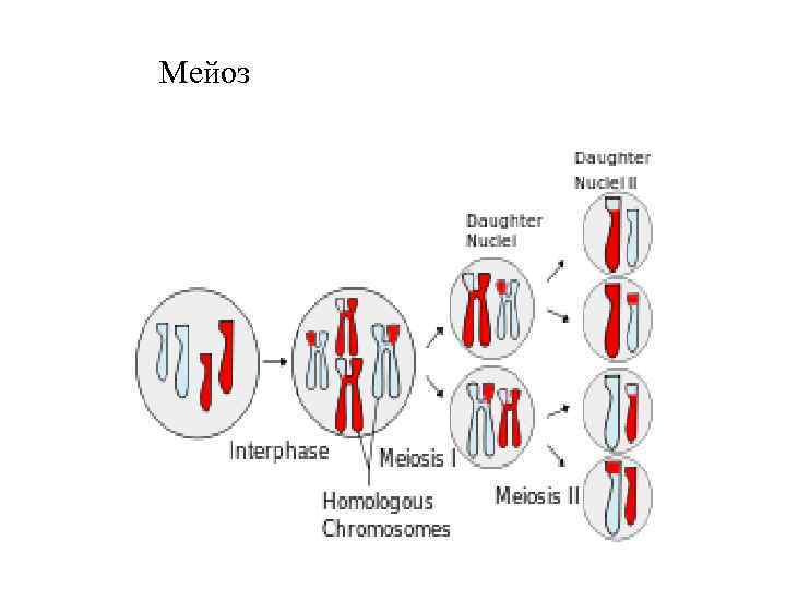 Мейоз 