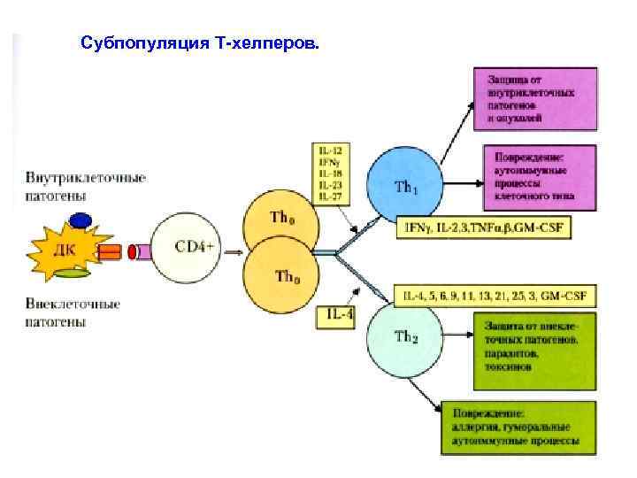 Субпопуляция Т-хелперов. 