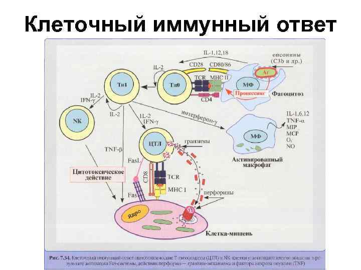 Клеточный иммунный ответ 